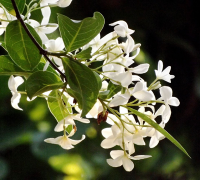 Kutaj (Holarrhena Antidysenterica)